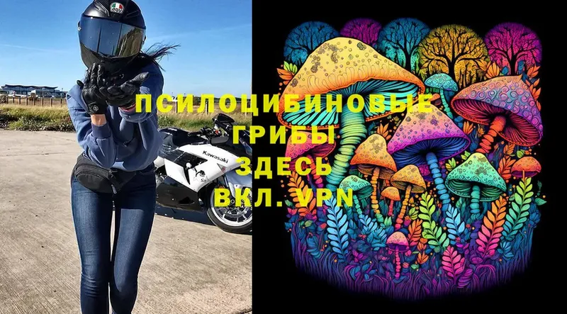 Галлюциногенные грибы Psilocybe  Звенигово 